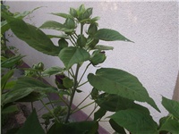 e1387915-Picture 004.jpg